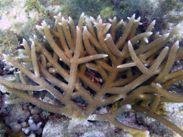 Staghorn Coral IMG 3350